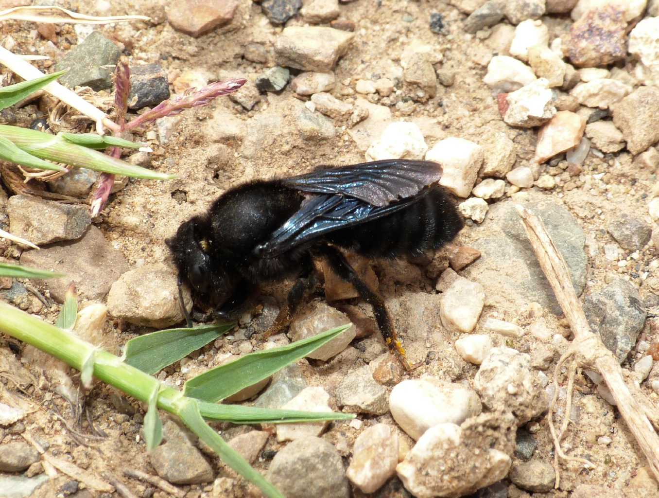 Chalicodoma sp. che raccoglie terra per il nido